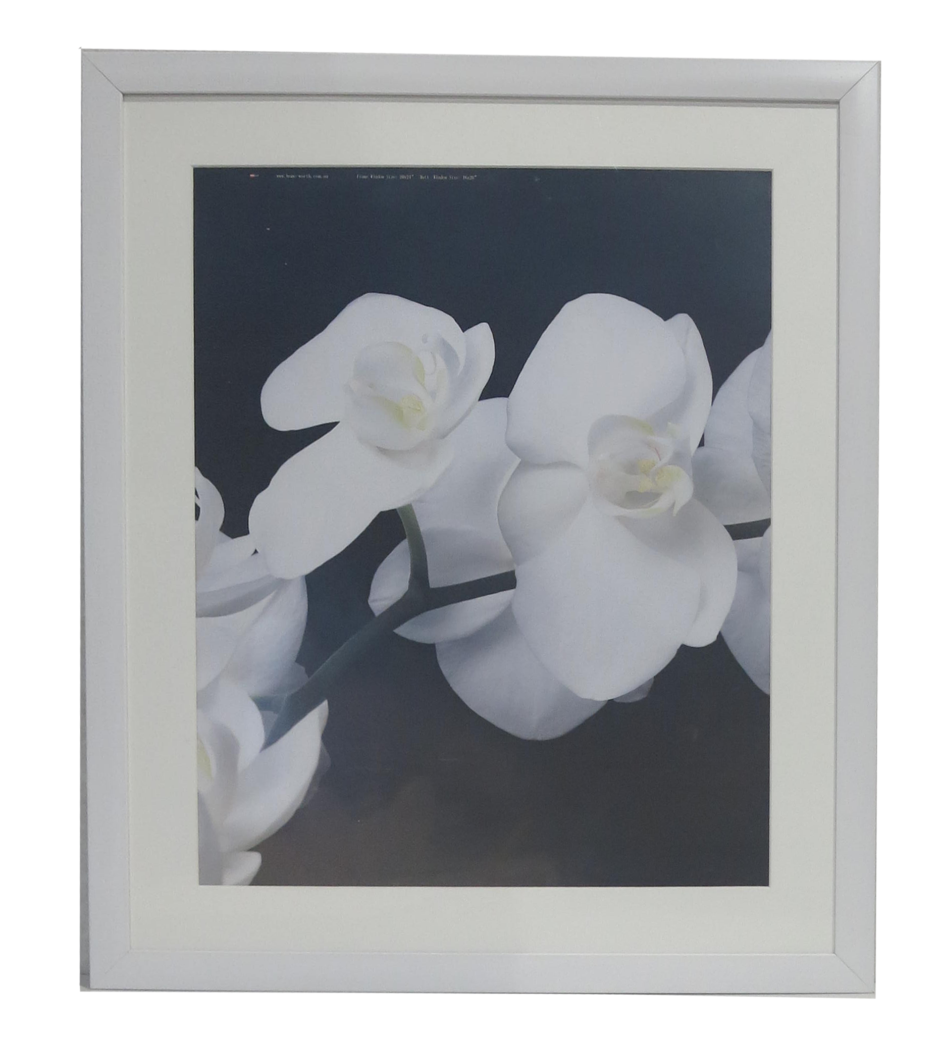 Homeworth Photo Frames - Certificate Series without Mat Border - White, Black or Timber - A4 A3 A2 4X6 5X7 8X10 11X14 12X16 16X20 20X24 24X36 - Babyworth
